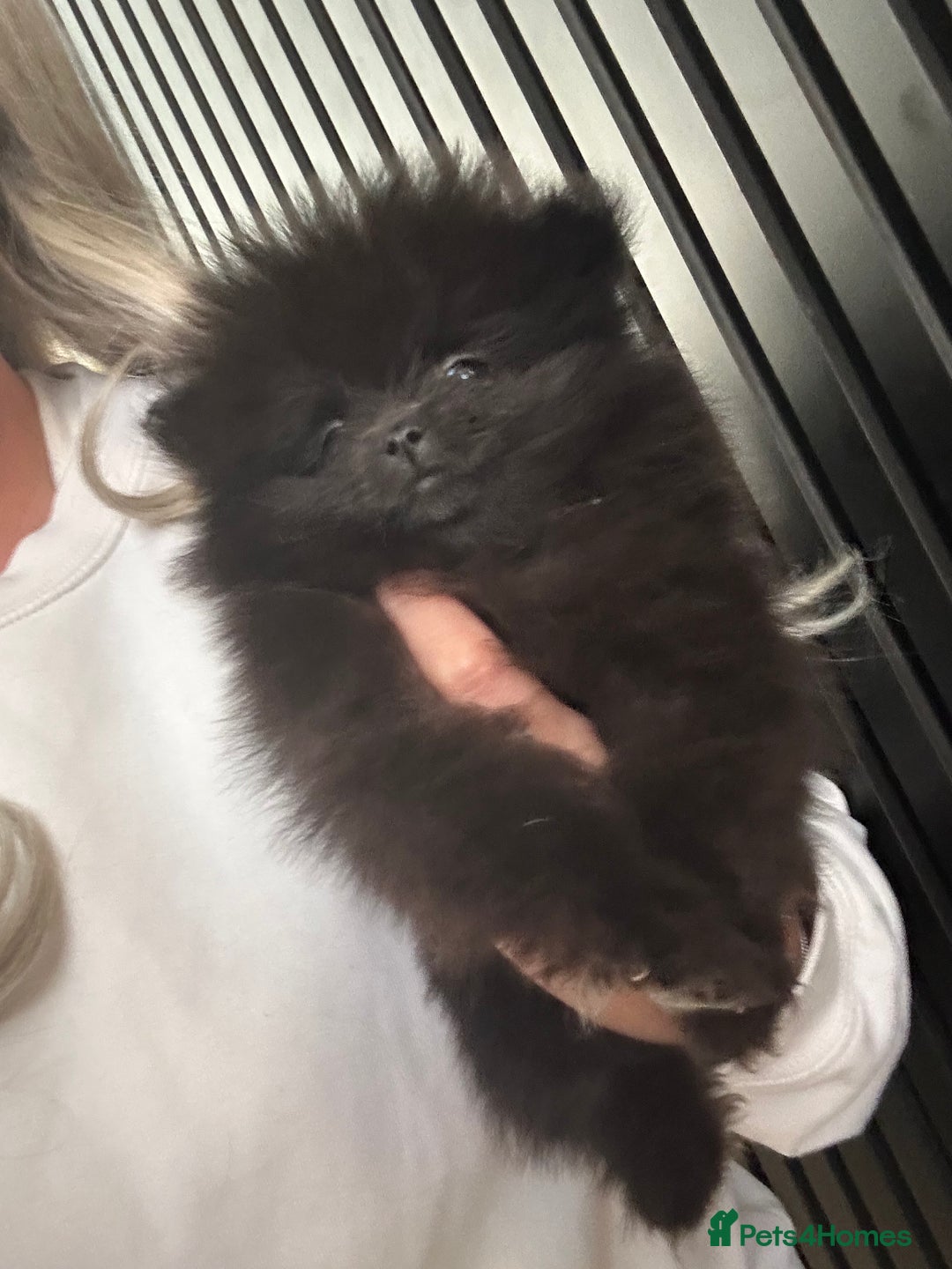 Pomeranian dogs for sale: Adorable bear faced fluffy merle Pomeranians - Image 11