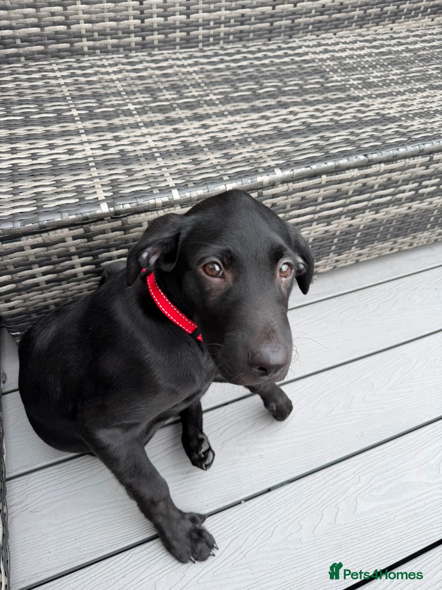 Labrador Retriever dogs Kc registered female Labrador  - Advert 1