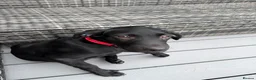 Labrador Retriever dogs for sale: Kc registered female Labrador  - Advert 1
