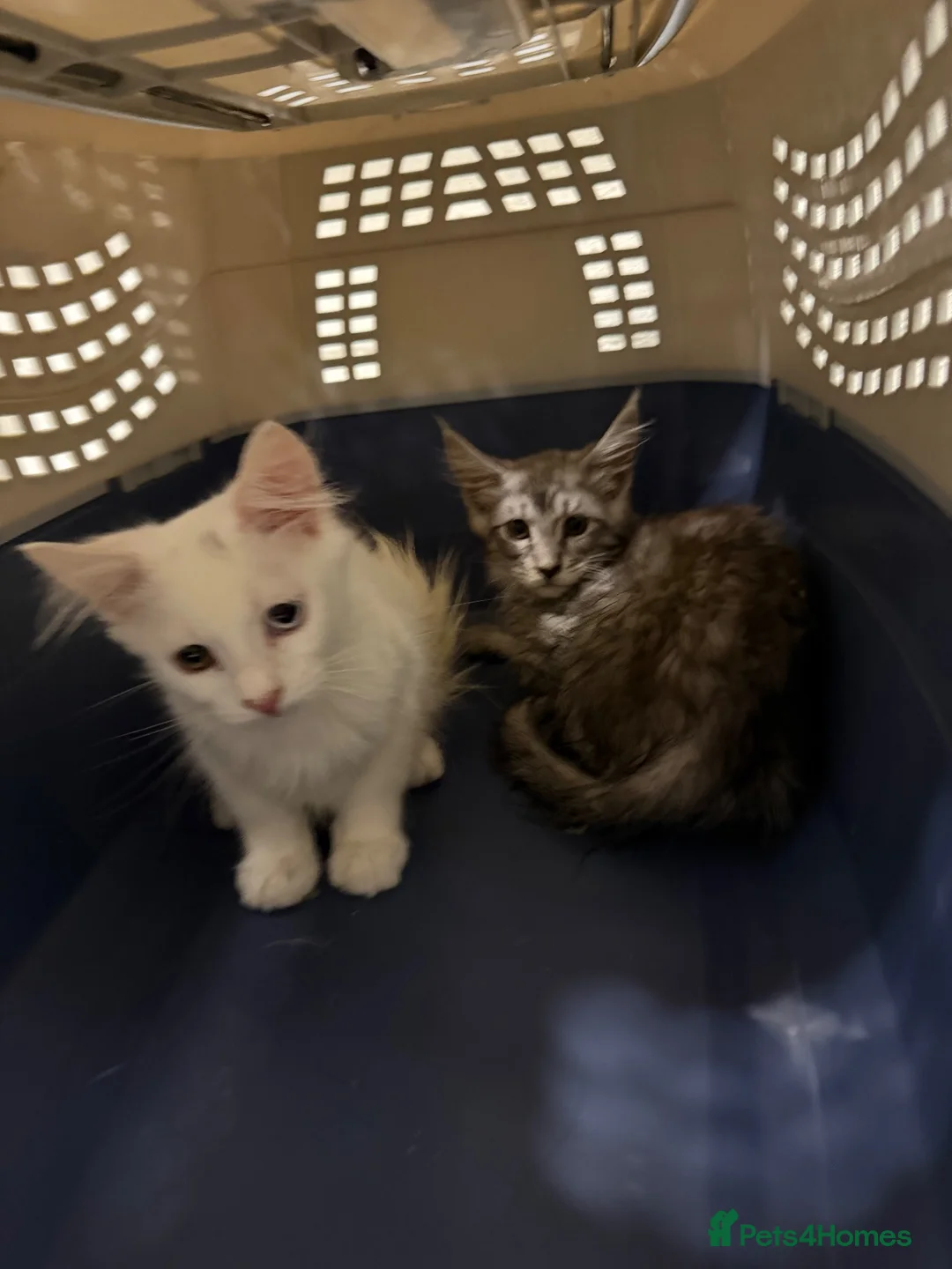 Maine Coon cats for sale: 🚨 URGENT: Beautiful Maine Coons for Rehoming Tica - Advert 2