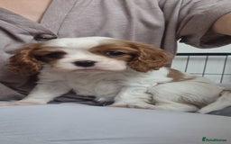 Cavalier King Charles Spaniel dogs for sale: Beautiful Blenheim puppies  - Image 4