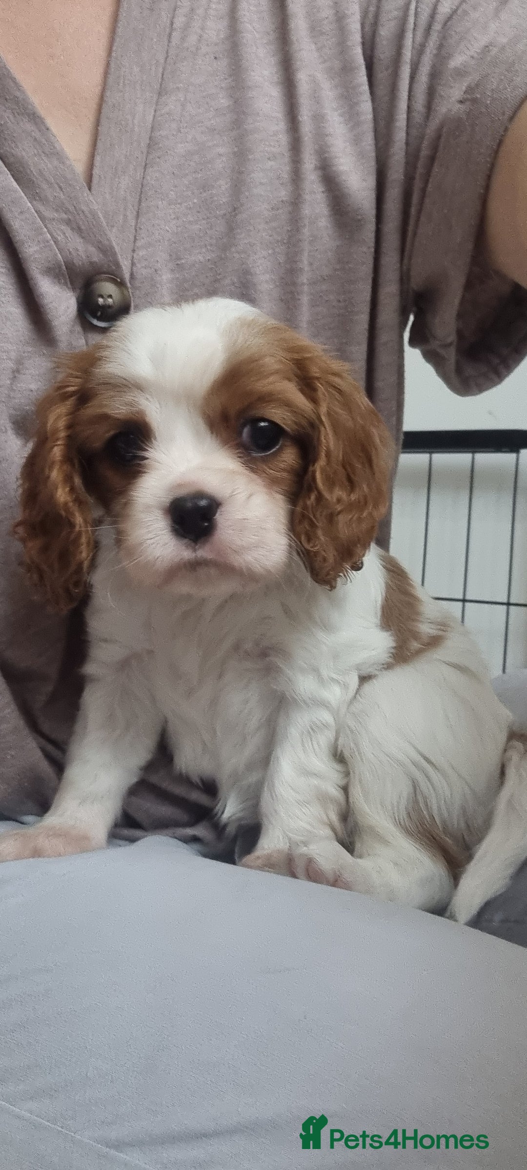 Cavalier King Charles Spaniel dogs for sale: Beautiful Blenheim puppies  - Image 4