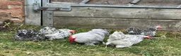 Chickens poultry for sale: Show Quality Hatching Eggs Various Breeds  - Advert 11