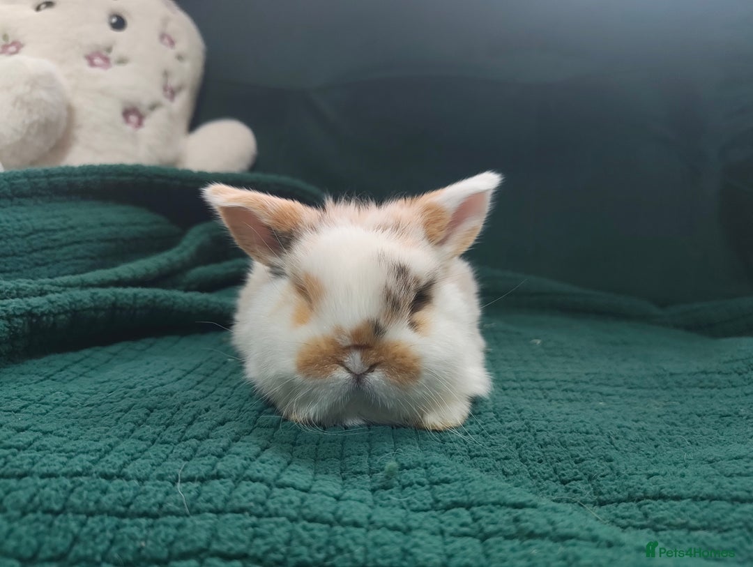 Mini Lop rabbits for sale: Beautiful Harlequin & Tri mini lop does   - Advert 6