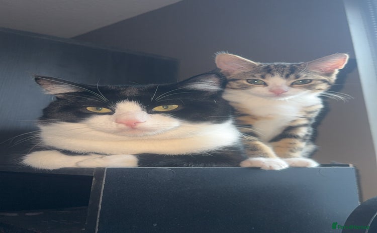 Domestic Shorthair cats - Advert 1