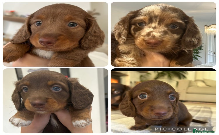 Miniature Dachshund dogs - Advert 3