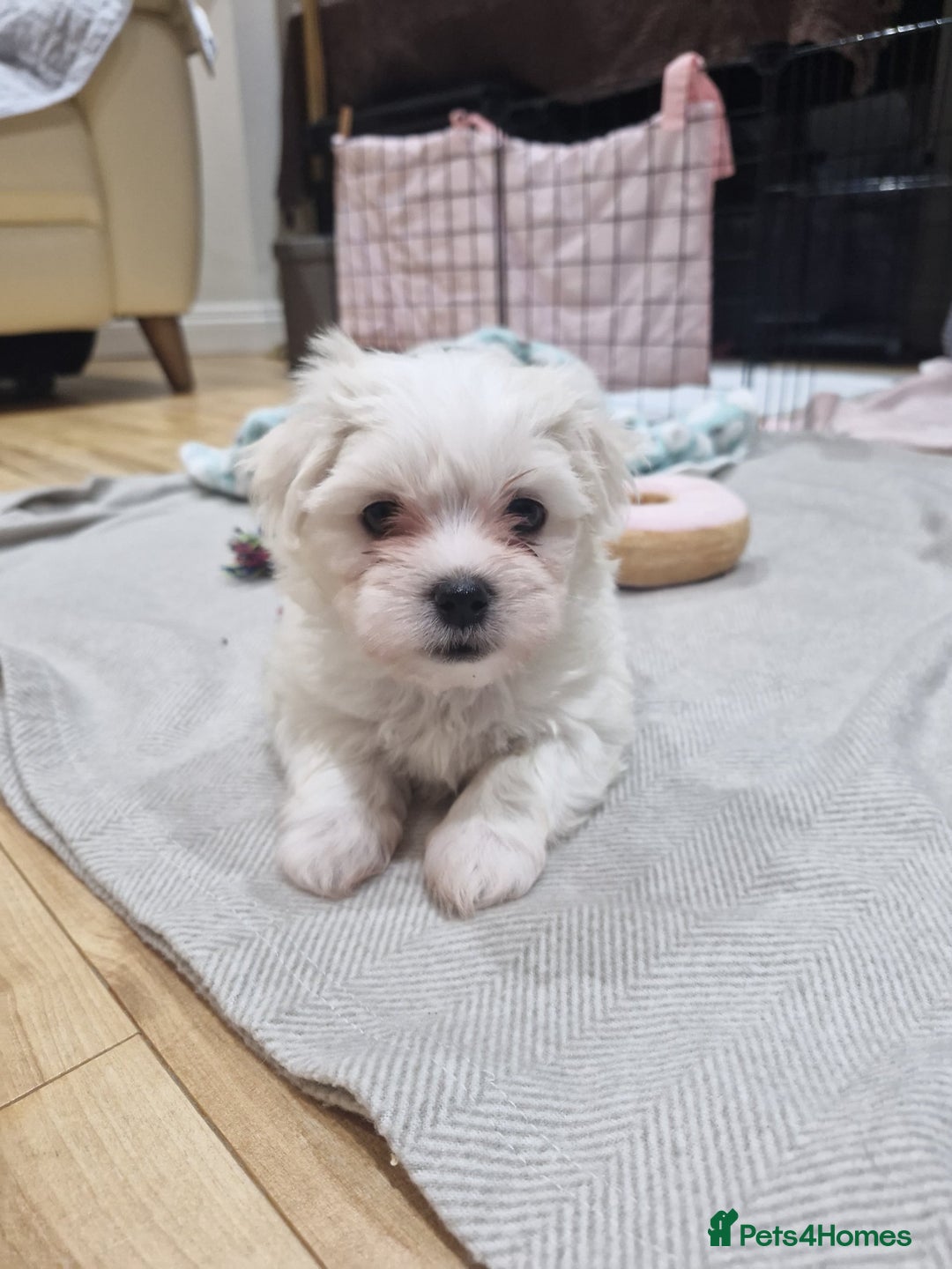 Maltese dogs for sale: Naughty Maltese Puppies For Sale. - Image 8