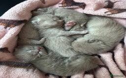 British Shorthair cats for sale: Lilic GCCF registered active champion lines  - Image 36