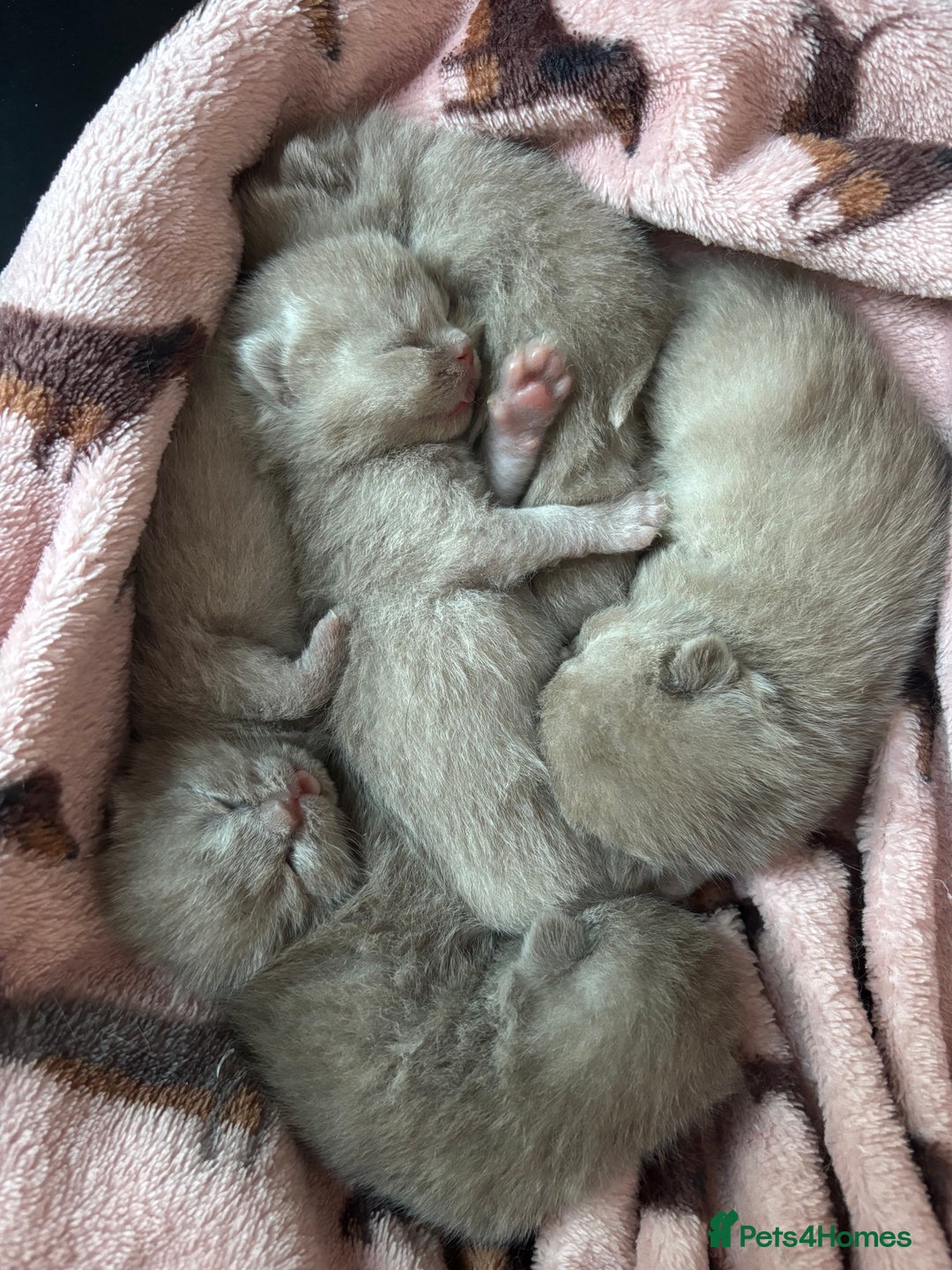 British Shorthair cats for sale: Lilic GCCF registered active champion lines  - Image 36
