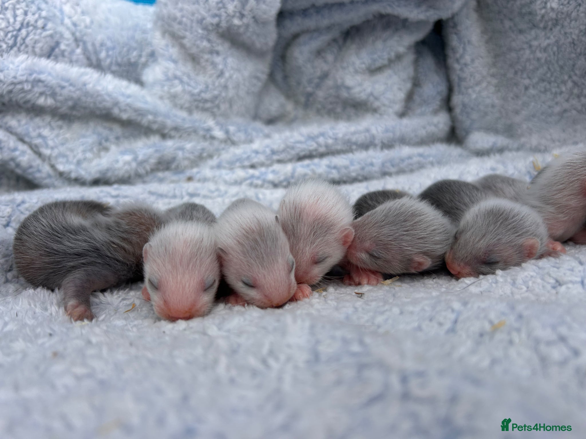 Ferret rodents for sale: Silver/marked semi angora ferrets.Ready in 4/5week - Advert 10