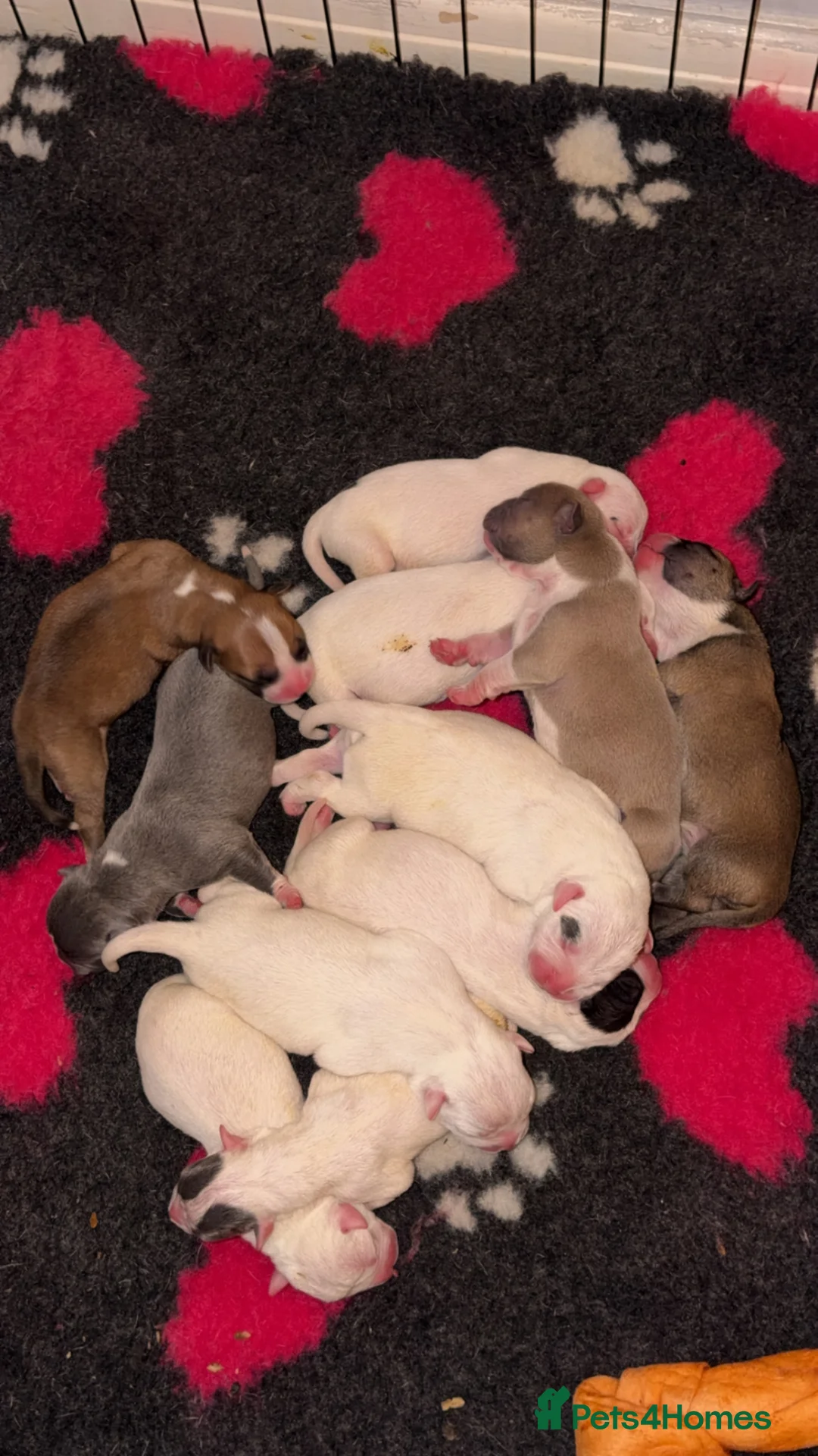 Mixed Breed dogs for sale: Lovely set mastiff x puppies here ❤️ - Advert 1