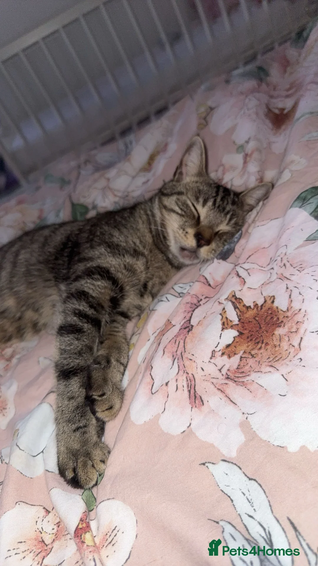 Domestic Shorthair cats for sale: Male cat  - Advert 3