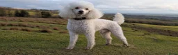 Bordoodle dogs for sale: OUTSTANDING *SABLE / TRI* BORDOODLES - Advert 14