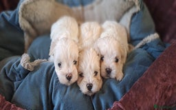 Maltese dogs for sale: Maltese puppies  - Image 5