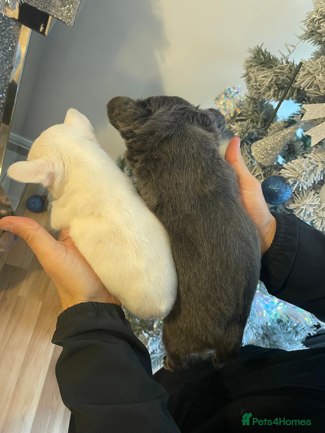 French Bulldog dogs for sale: Merle visual fluffy micro & blue teddy bear  - Advert 7