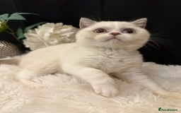 British Shorthair cats for sale: 💗 Gorgeous Full Pedigree BSH Trusted Breeder 💗 - Image 12
