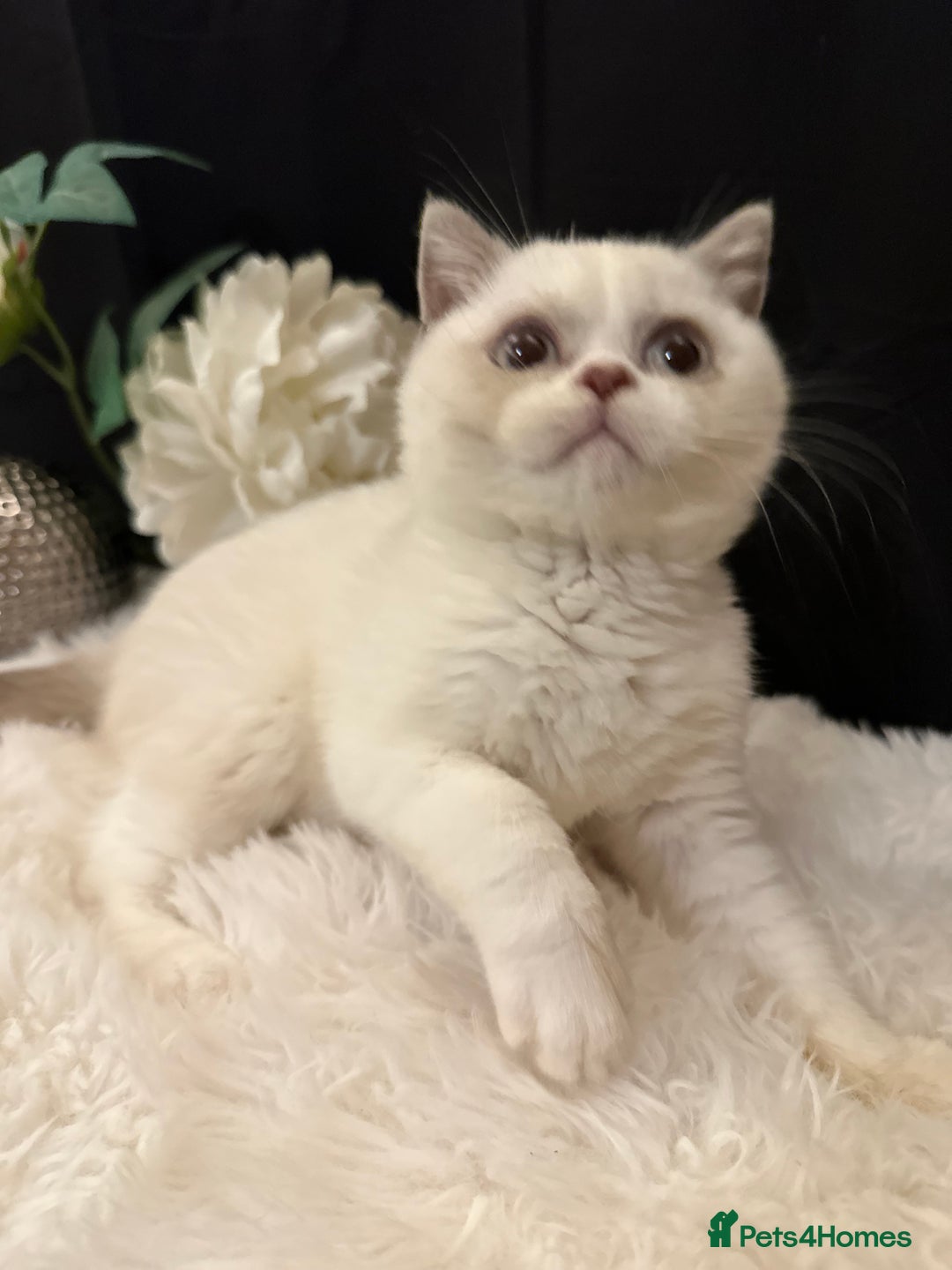 British Shorthair cats for sale: 💗 Gorgeous Full Pedigree BSH Trusted Breeder 💗 - Image 12
