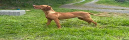 Hungarian Vizsla dogs for sale: 9 month old female kc registered - Advert 3