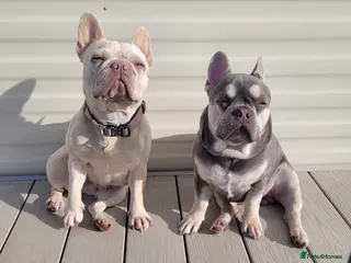 French Bulldog dogs FRENCH BULLDOG PUPPIES (KC REGISTERED) - Advert 3