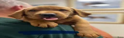 Labrador Retriever dogs for sale: Fully Health Tested, Outstanding Dark Red Puppies - Advert 9
