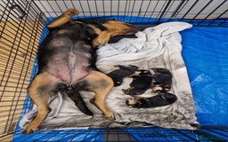 Mixed Breed dogs for sale: Adorable Rottsky Pups - Image 18