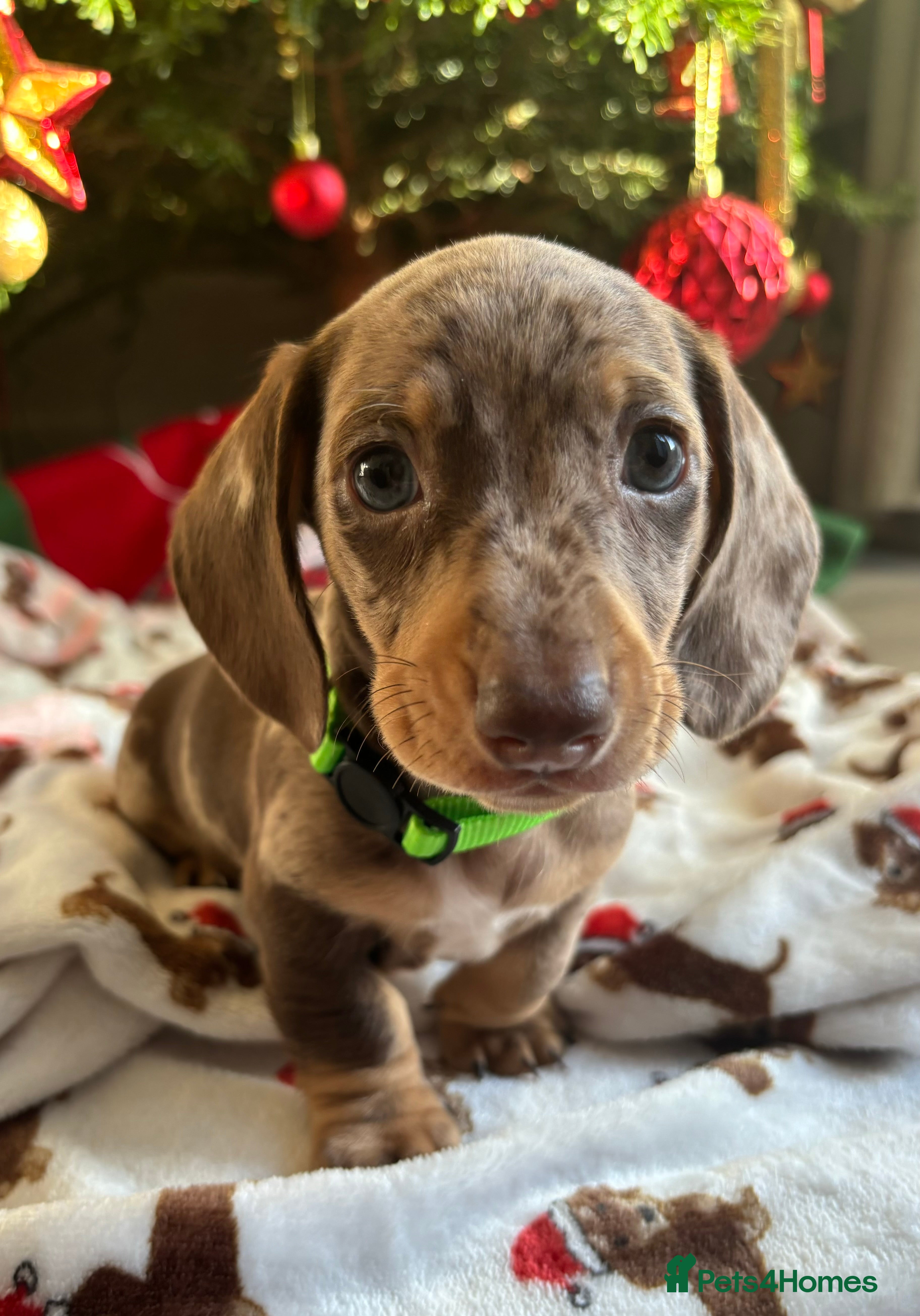 Miniature Dachshund dogs 🎄ONLY 1 Miniature Dachshund Pup Ready 23rd Dec🎄 - Advert 4