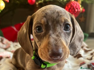 Miniature Dachshund dogs 🎄ONLY 1 Miniature Dachshund Pup Ready 23rd Dec🎄 - Advert 3