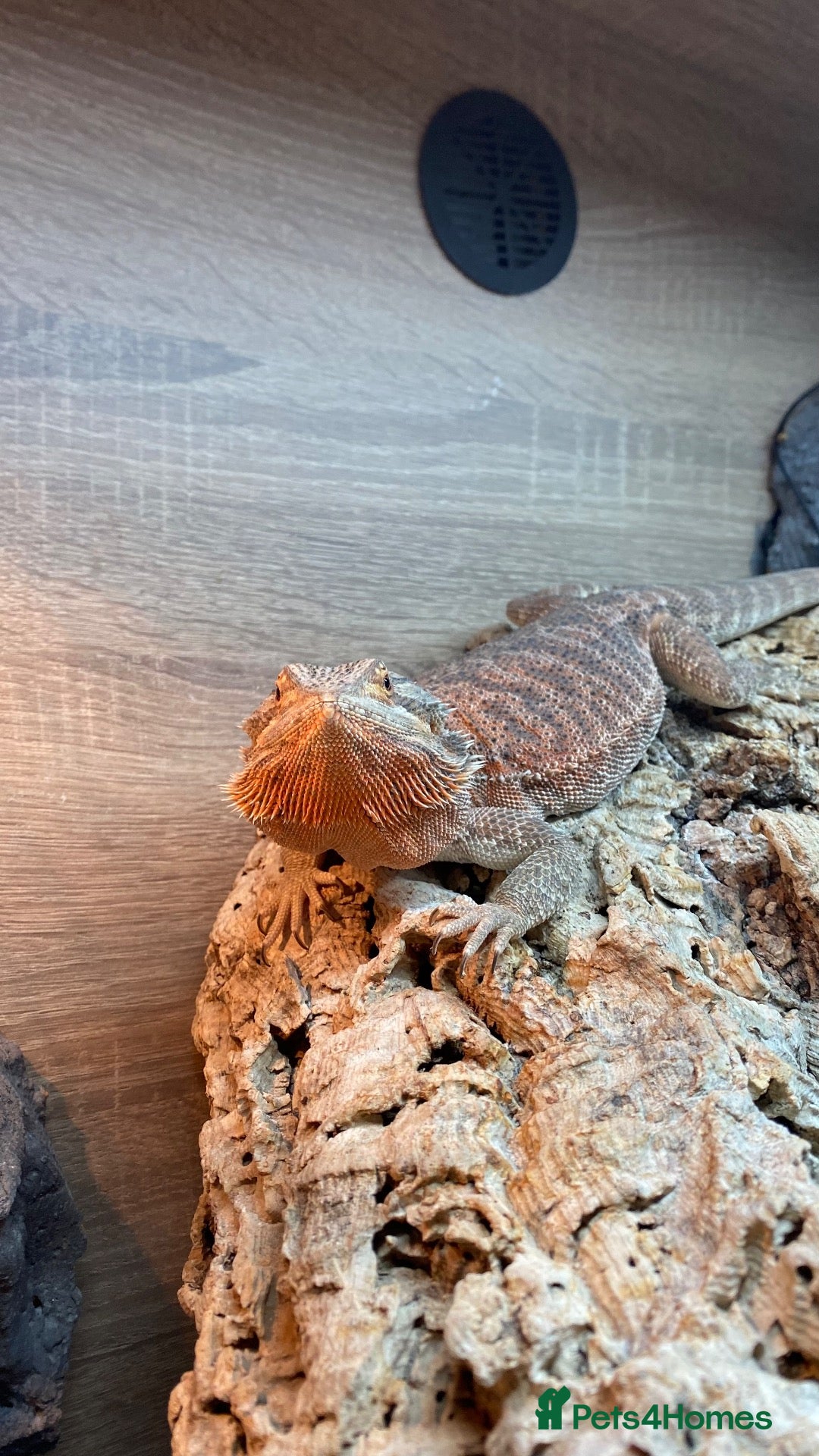 Bearded Dragon reptiles     Bearded Dragon for Rehoming - Advert 2