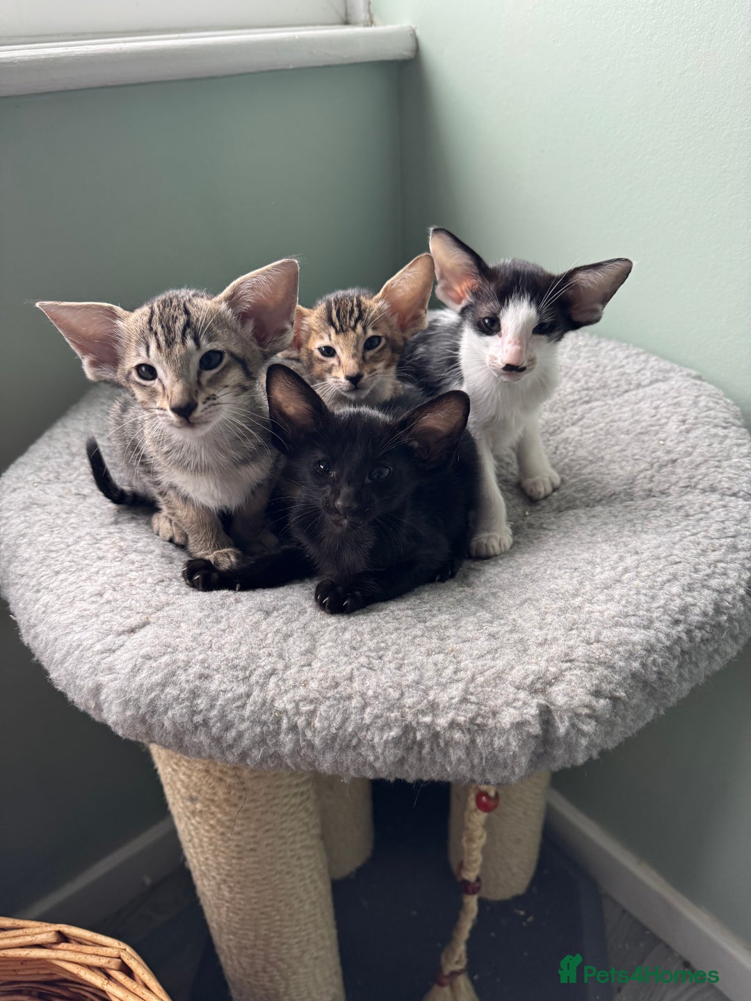 Oriental cats for sale: Pedigree Oriental Kittens  - Image 15
