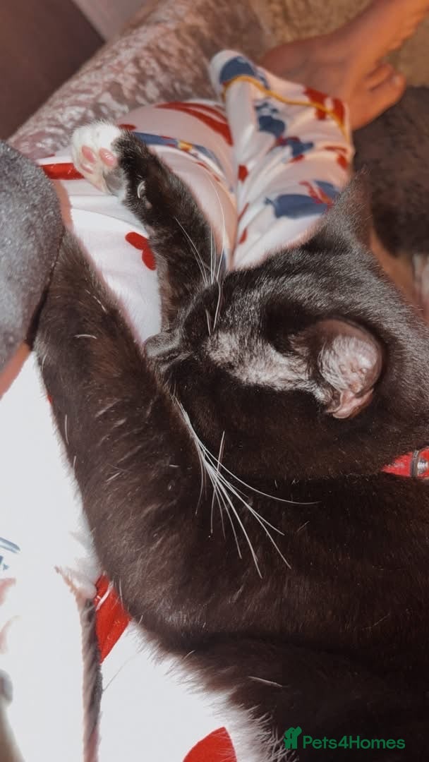 Mixed Breed cats Oreo 1 year old - Advert 2