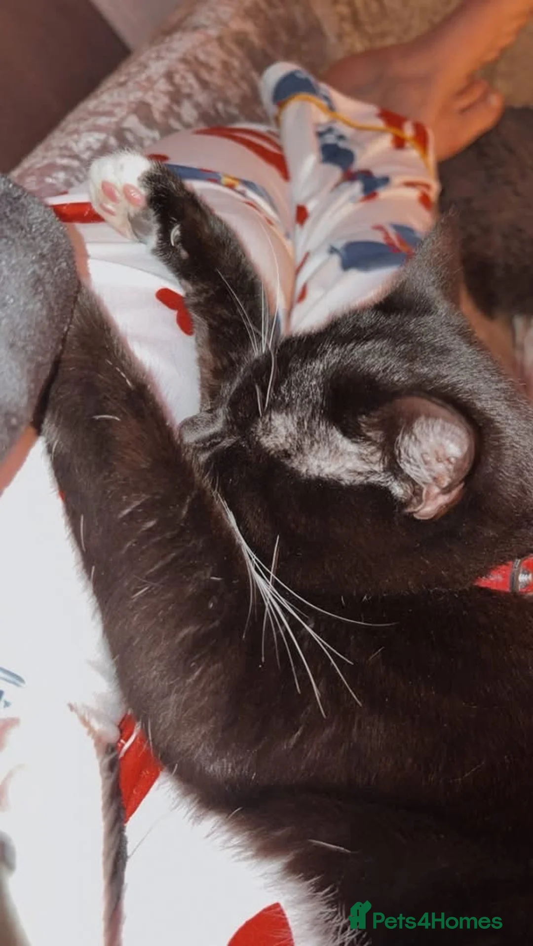 Mixed Breed cats for sale: Oreo 1 year old in Stoke-on-Trent - Advert 1