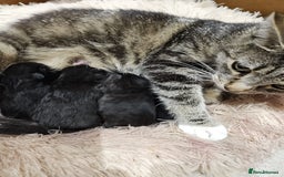 British Shorthair cats for sale: Baby kitten - Image 3