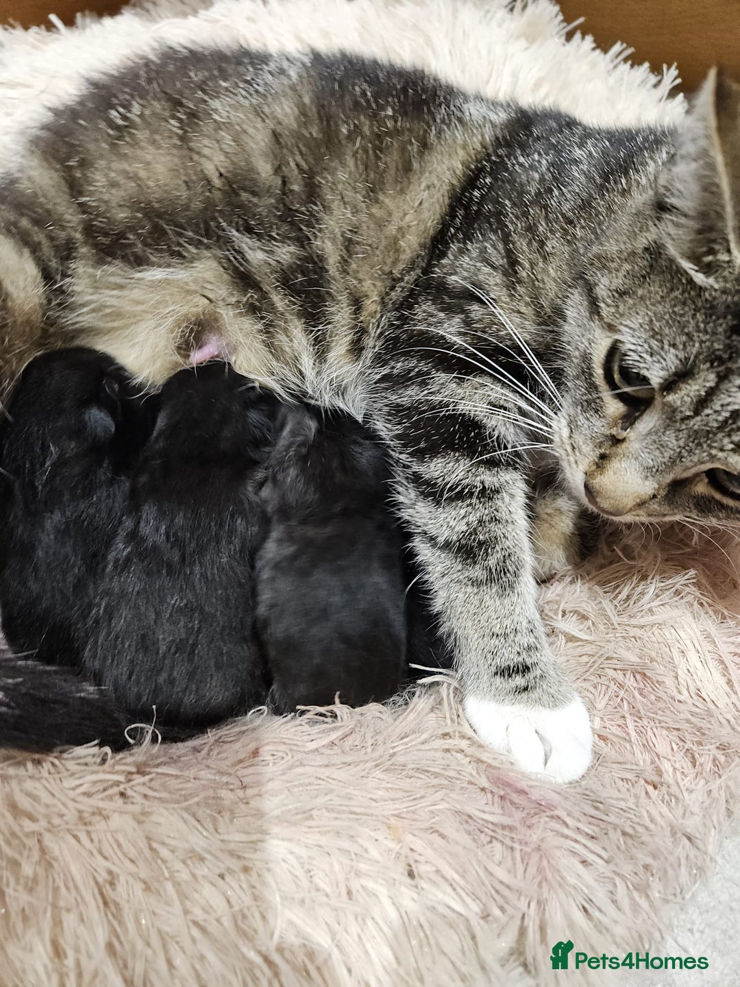 British Shorthair cats for sale: Baby kitten - Image 3