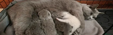 British Shorthair Kitten 3
