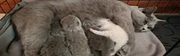 British Shorthair cats for sale: British shorthair kittens for sale in Camberley - Advert 4