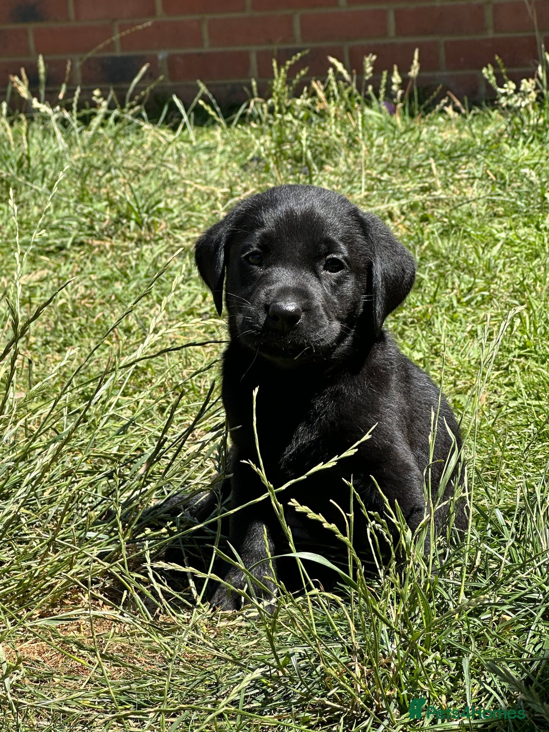 Labrador Retriever dogs for sale: 2 Beautiful female black lab READY TO LEAVE NOW!  in Tidworth - Image 26
