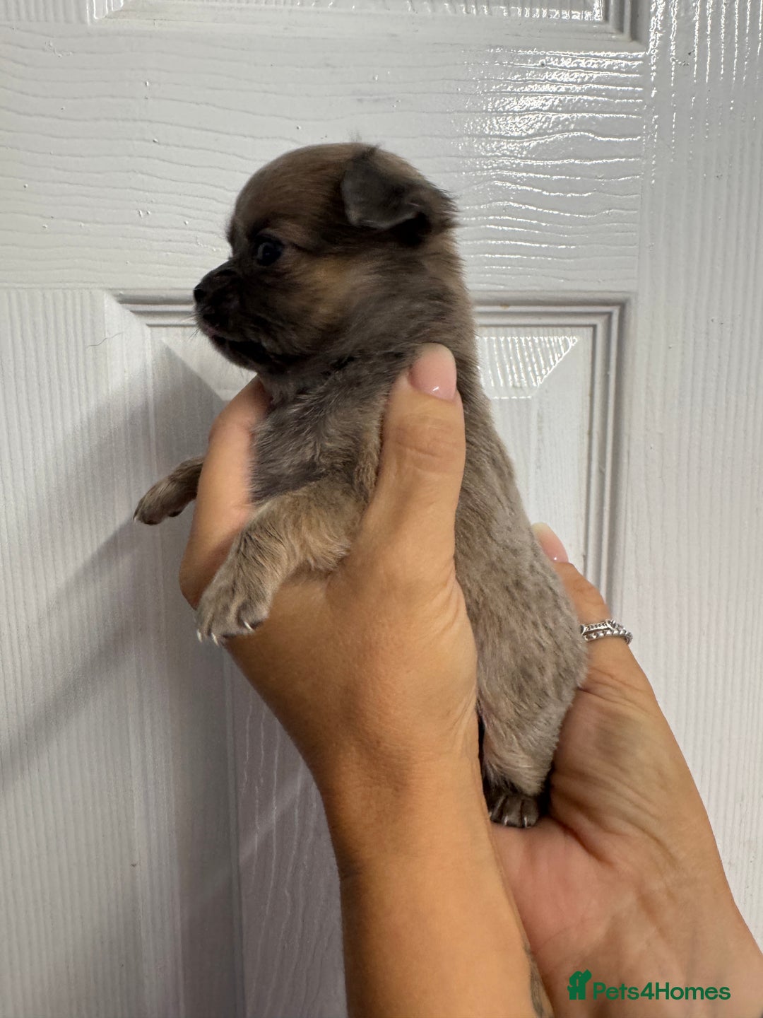 Chug dogs for sale: 6 beautiful chug puppies for sale ❤️ - Image 37