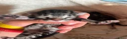 Bengal cats for sale: Stunning Bengal X kittens  - Advert 28
