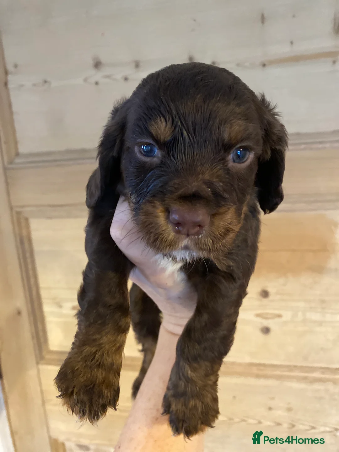 Cocker Spaniel dogs for sale: KC REGISTERED WORKING COCKER SPANIEL PUPPIES  - Advert 5