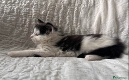 Maine Coon cats for sale: GORGEOUS MAINE COON KITTENS - Image 30