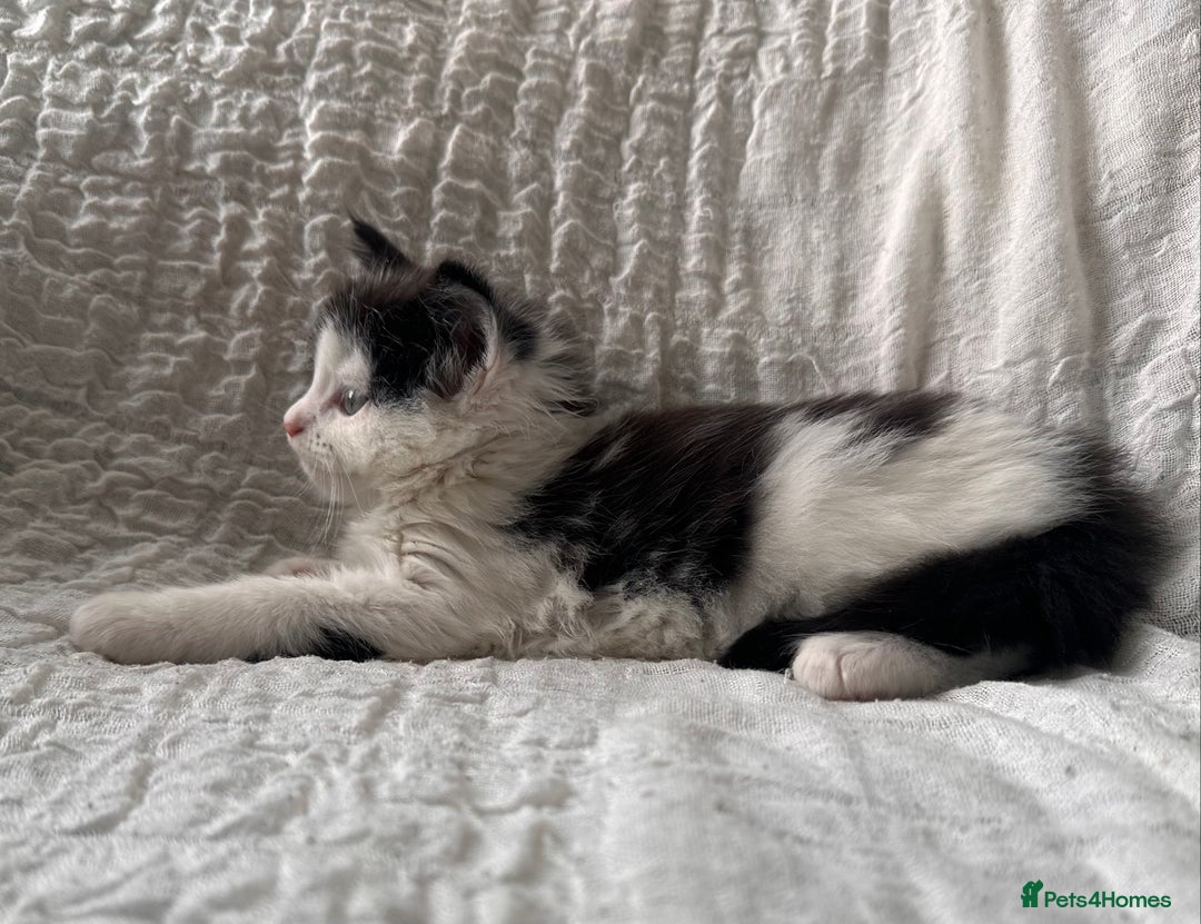 Maine Coon cats for sale: GORGEOUS MAINE COON KITTENS - Image 30