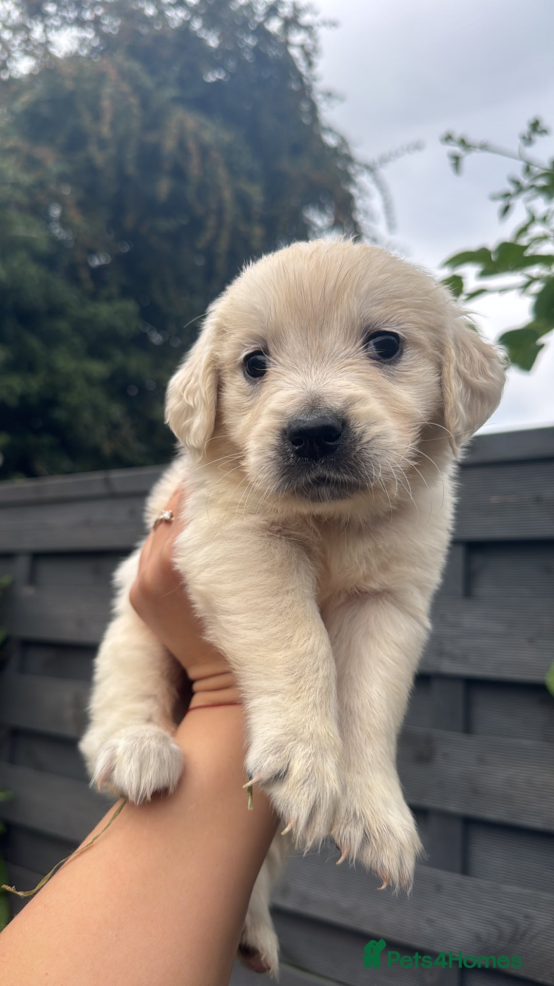 Golden Retriever dogs for sale: Golden puppies  - Image 17