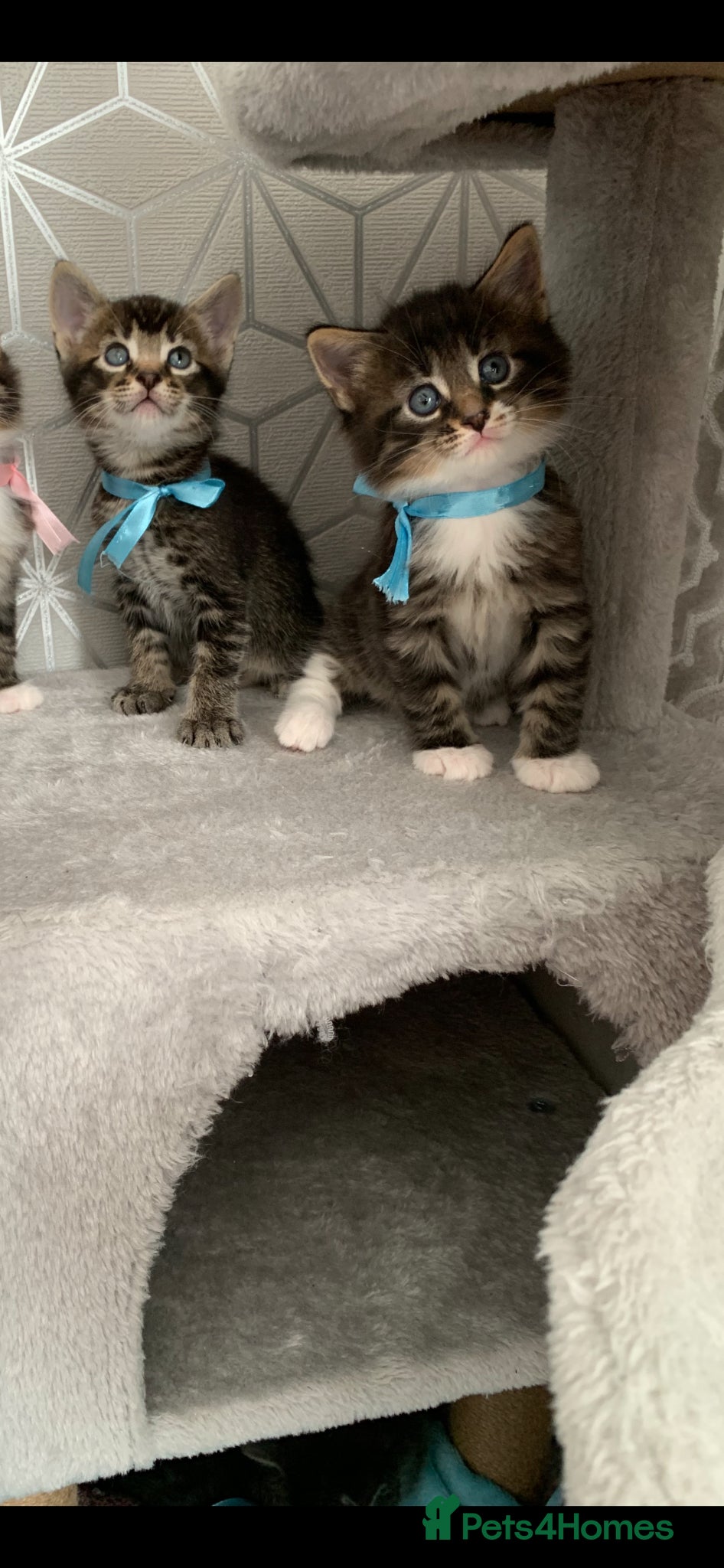 Mixed Breed cats Beautiful kittens looking for loving home. - Advert 1
