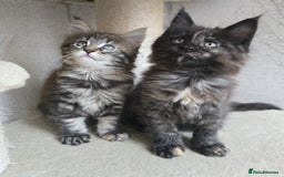Maine Coon cats for sale: Maine Coon Kittens Tortie/Torbie Russian lines - Image 1