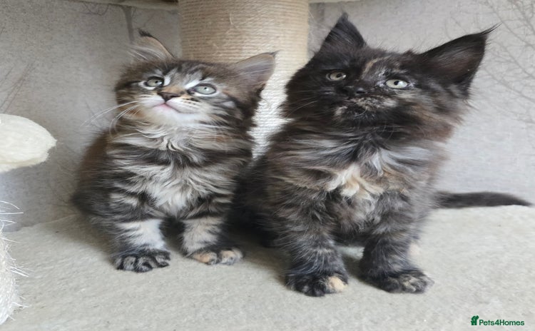 Maine Coon cats - Advert 2