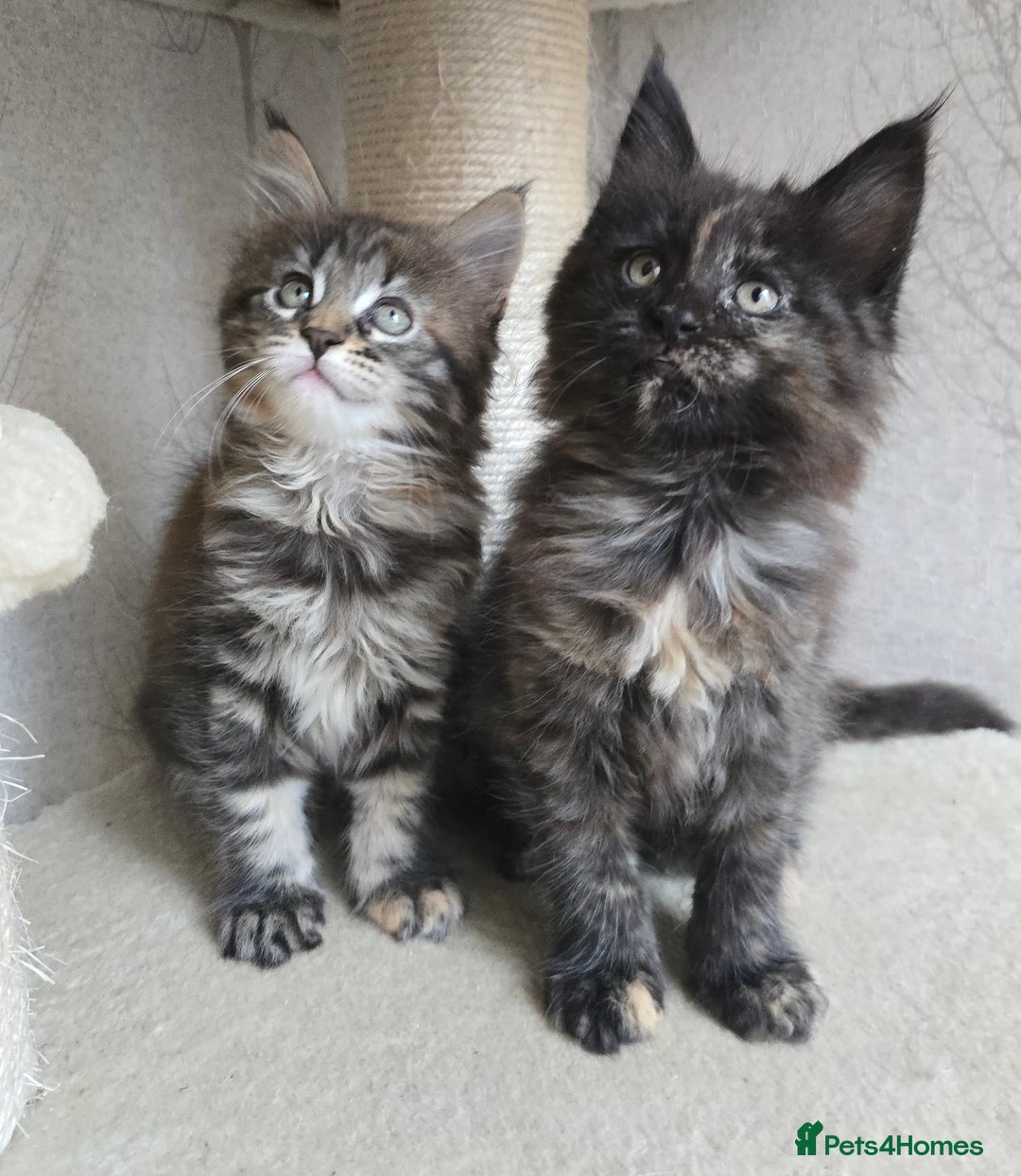 Maine Coon cats for sale: Maine Coon Kittens Tortie/Torbie Russian lines - Image 1