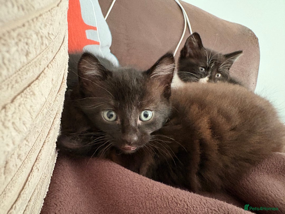 British Shorthair cats for sale: Two black tabby male kittens - Image 7