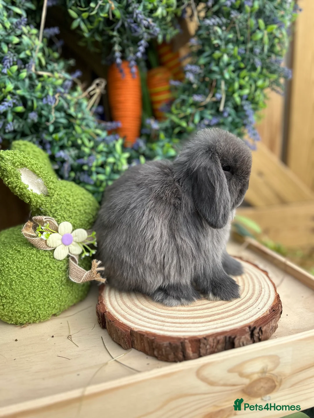Mini Lop rabbits for sale: ⭐️ PUREBRED FRIENDLY MINI LOP BABY BUNNIES ⭐️ - Advert 2