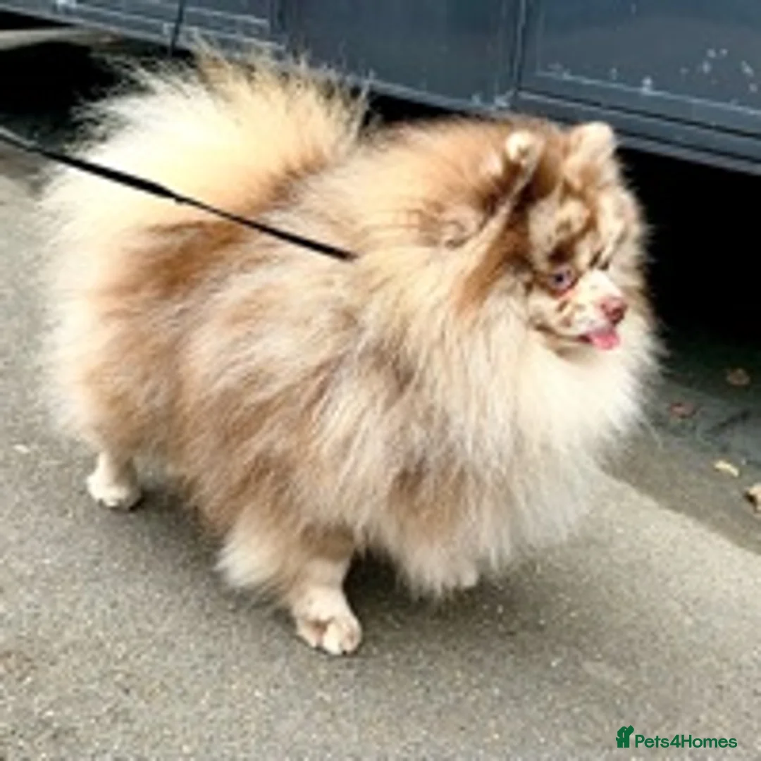 Pomeranian dogs for stud: Chocolate Merle Stud Health Tested in Dartford - Advert 2