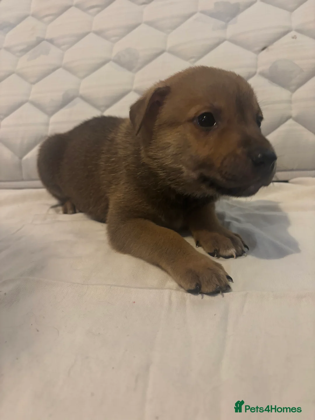 Mixed Breed dogs for sale: Puppies for sale  - Advert 3